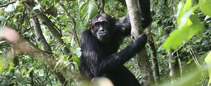 4 Days Uganda Murchison Falls Wildlife Safaris