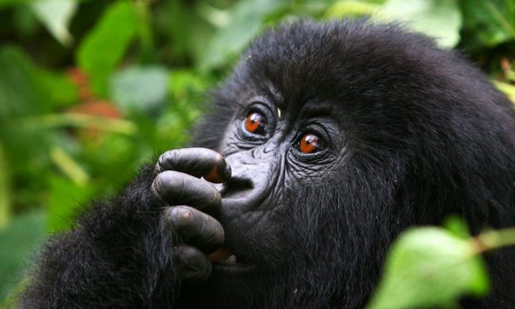 Gorilla Trekking Rules & Regulations