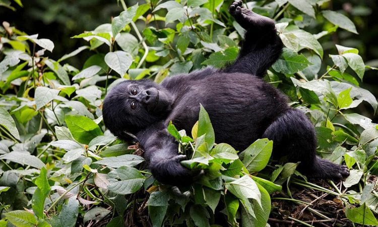 3 Days Rwanda Gorilla trekking safari