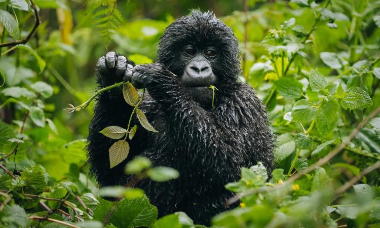 2 Days Virunga Gorilla Trekking Safari