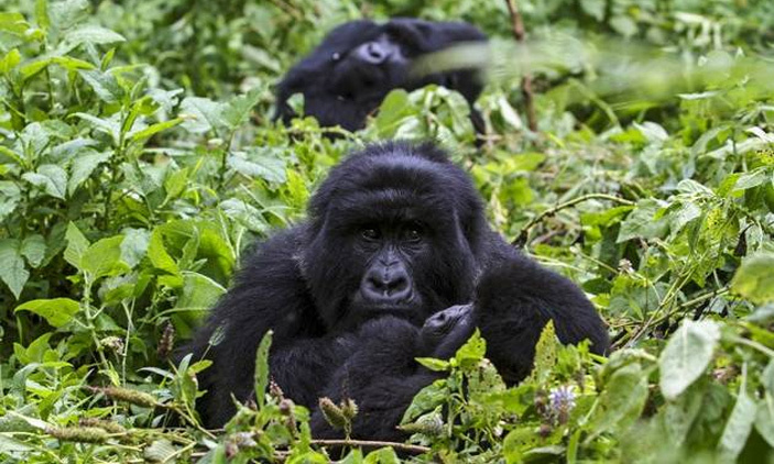 2 Days Virunga Gorilla Trekking Safari