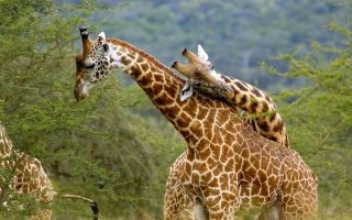 13 Days Uganda Primates & Wildlife Safari