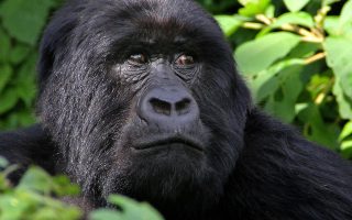 7 Days Uganda Primates Safari & Wildlife Safari