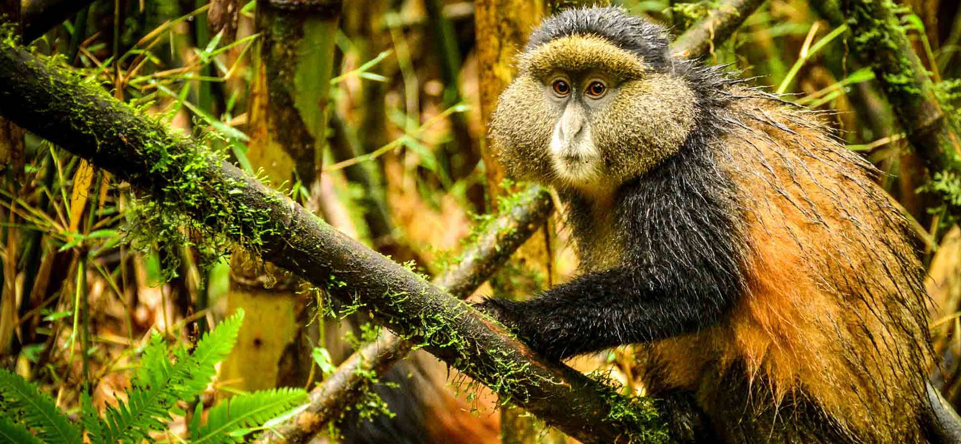 Facts About Golden Monkeys
