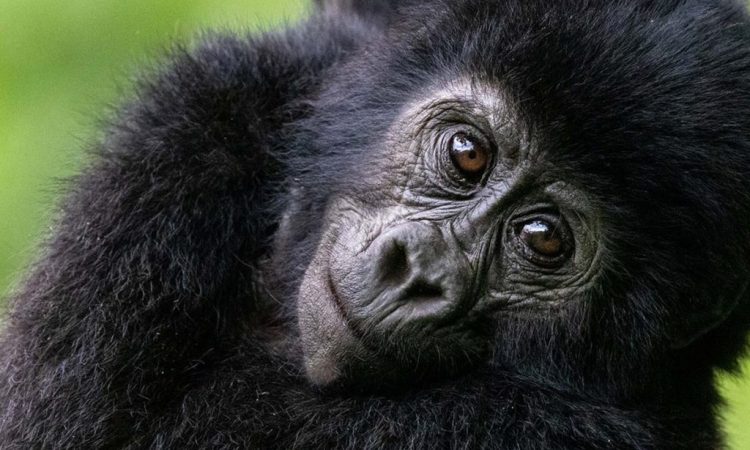 3 Days Mgahinga Fly-In Gorilla Trekking Safari
