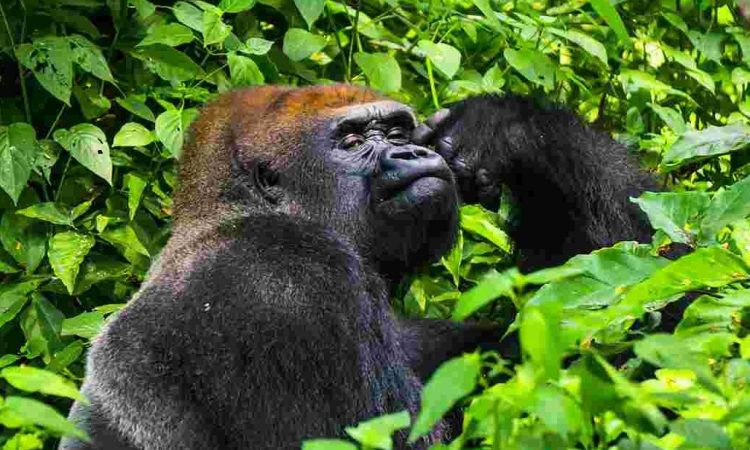 4 Days Kahuzi Biega Lowland Gorilla Trekking Safari