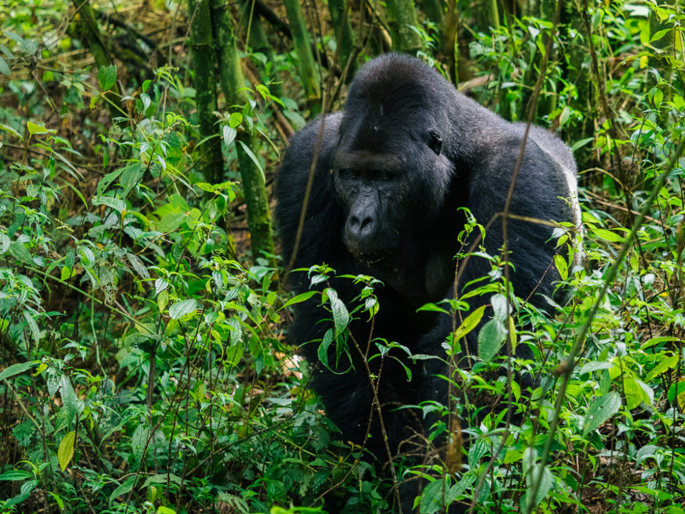 4 Days Kahuzi Biega Lowland Gorilla Trekking Safari