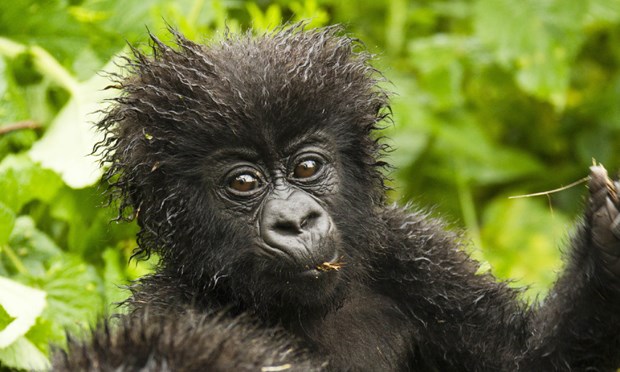 5 days Rwanda gorillas and Lake Kivu safari