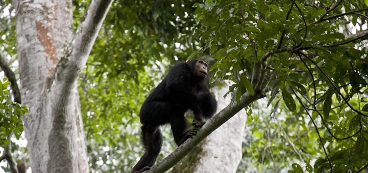 7 days Dian Fossey hike and Rwanda Primates (Gorillas & Chimps) safari