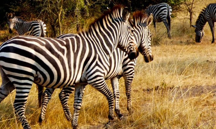 6 days Lake Mburo & Queen Elizabeth wildlife safari