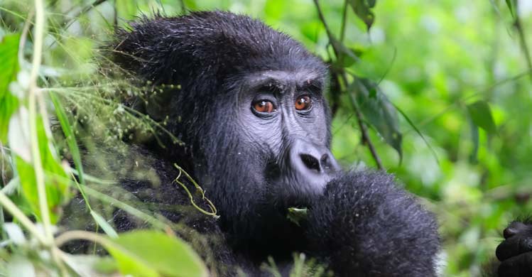 7 Days mountain gorilla trekking safari