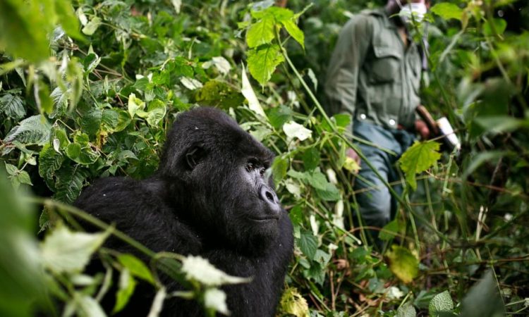 Le Petit Virunga Package (Mikeno) 