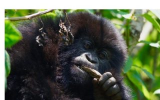 How Safe Is Gorilla Trekking in Rwanda