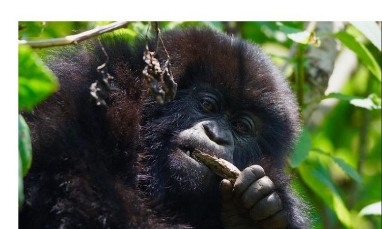 Rules for Gorilla Trekking Experience