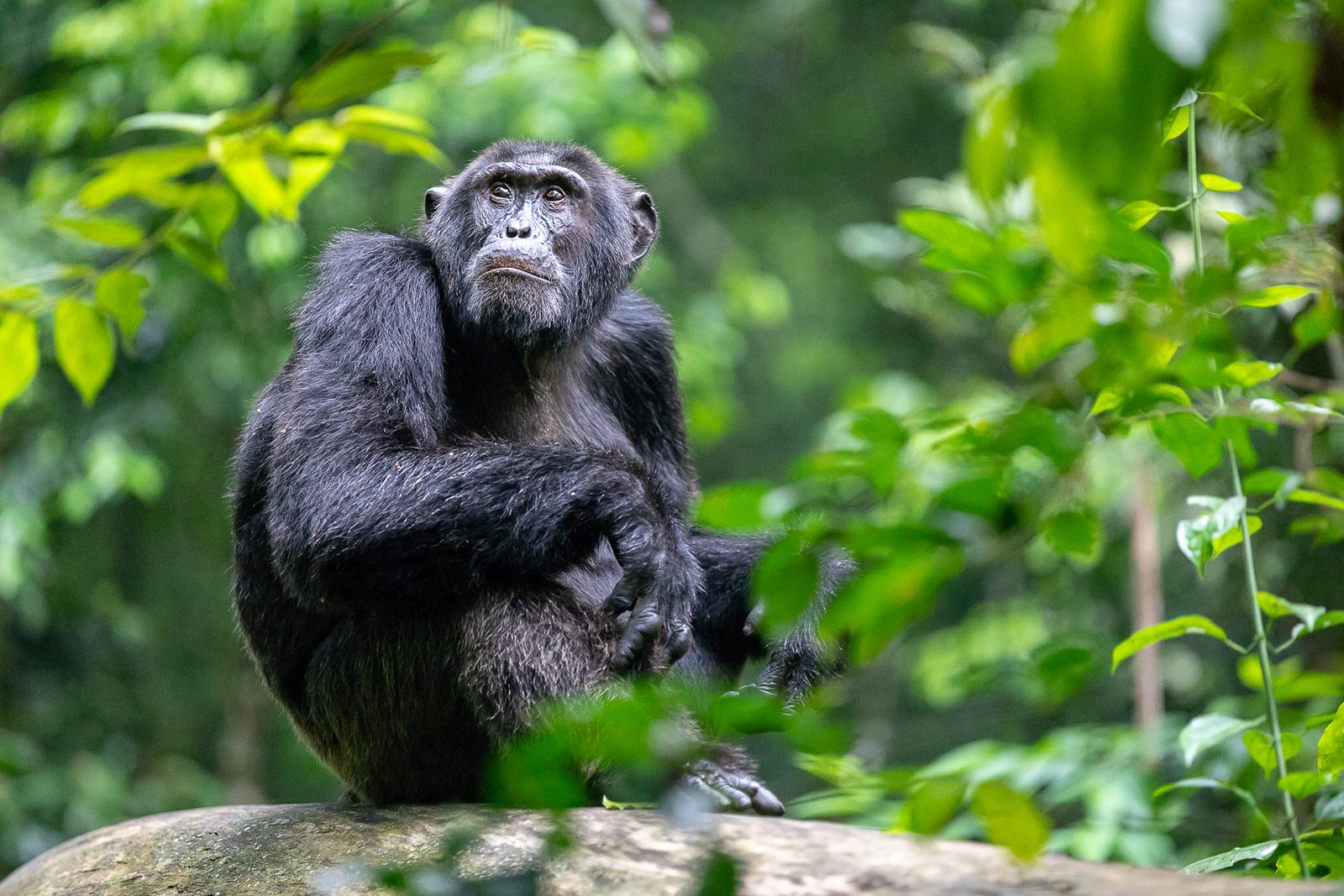 Chimpanzee Forest Lodge