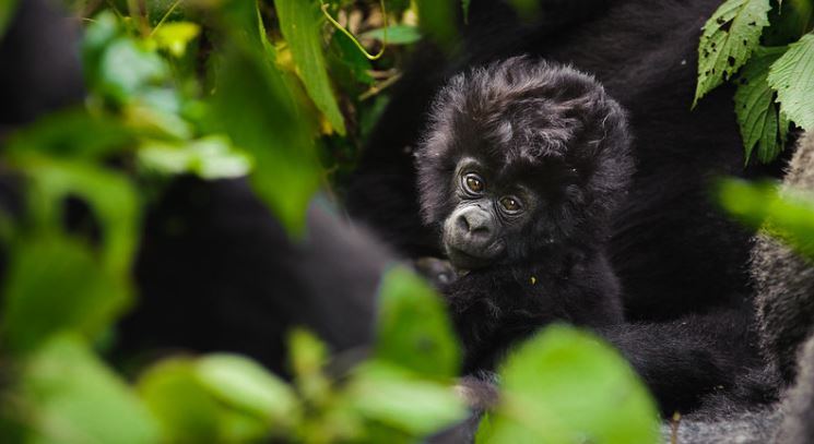 15 Days Uganda Primates and Wildlife Safari