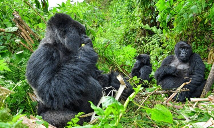 12 Days Best of Rwanda Safari