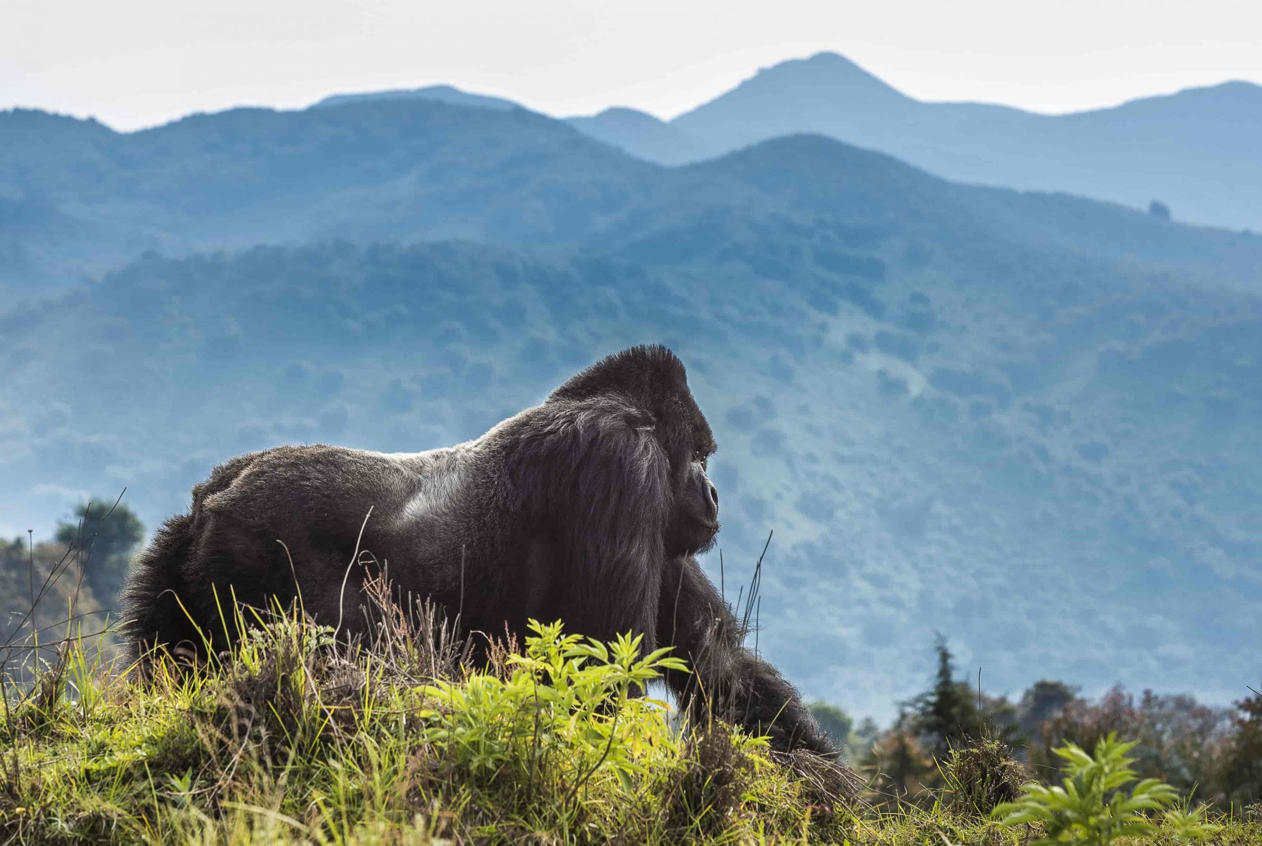 Comparing Gorilla Trekking in Bwindi, Virunga and Volcanoes National Park
