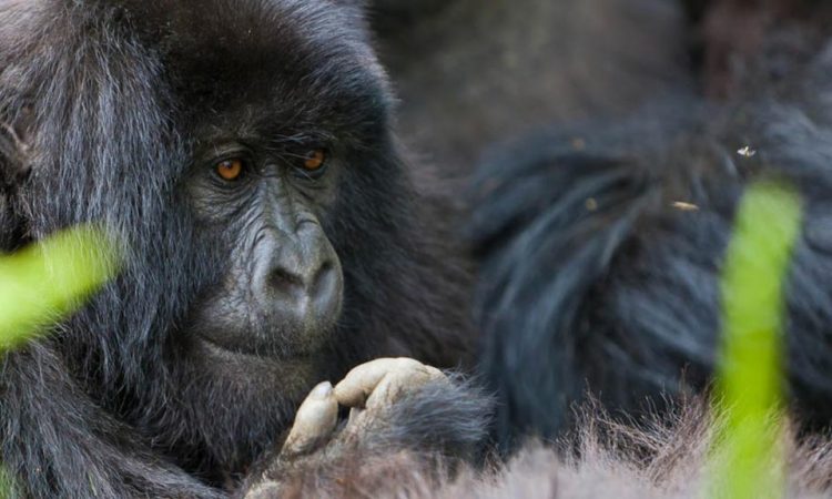 4 Days Uganda Gorillas & Leisure Safari (Gorilla trekking safari in Bwindi & Lake Bunyonyi)