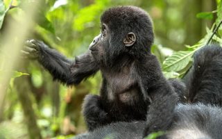 9 Days Uganda Gorilla trekking, Chimpanzee trekking & wildlife safari