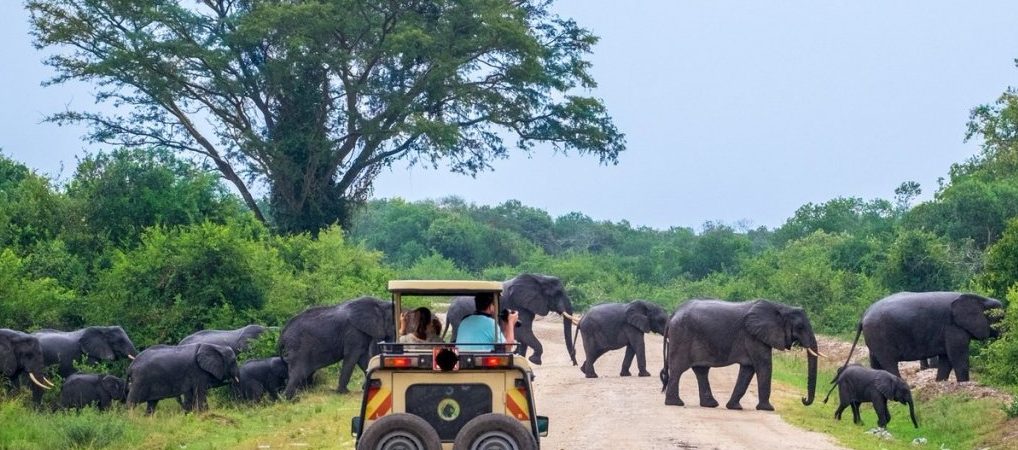 What Makes Uganda an Ideal Safari Destination