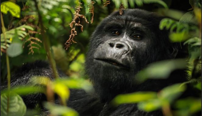 2 Days Uganda gorilla trekking safari from Kigali