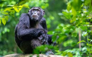 11 days Rwanda honeymoon package with primates