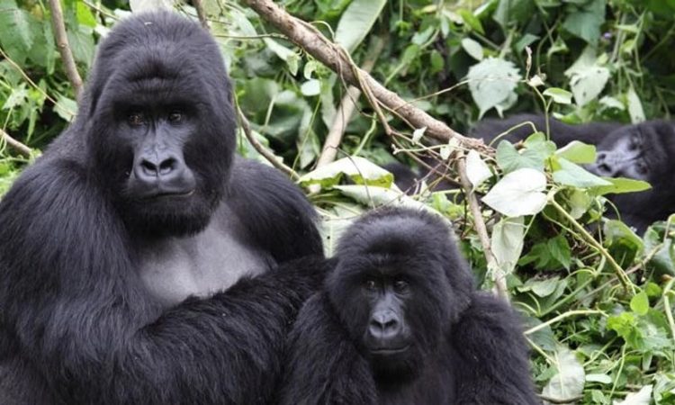 10 Days Uganda Rwanda Congo Gorilla Trekking Tour