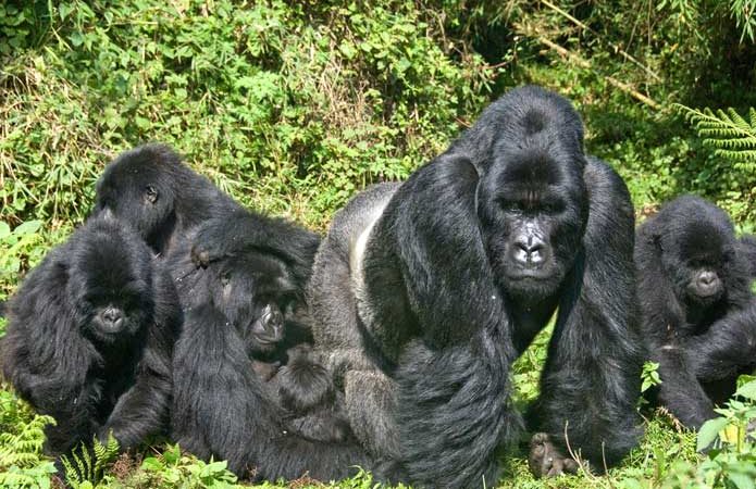 8 days Uganda gorilla trekking, Chimpanzee trekking & wildlife safari