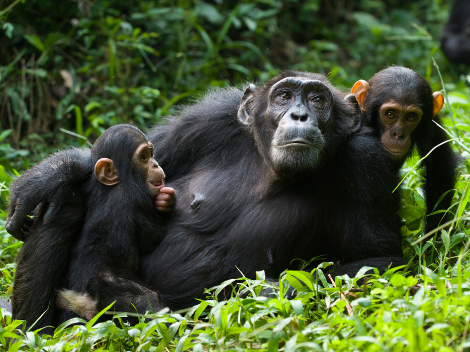 15 Days Uganda primates and wildlife safari