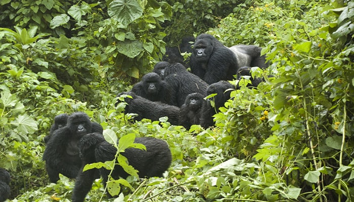 Gorilla Trekking Congo 2021