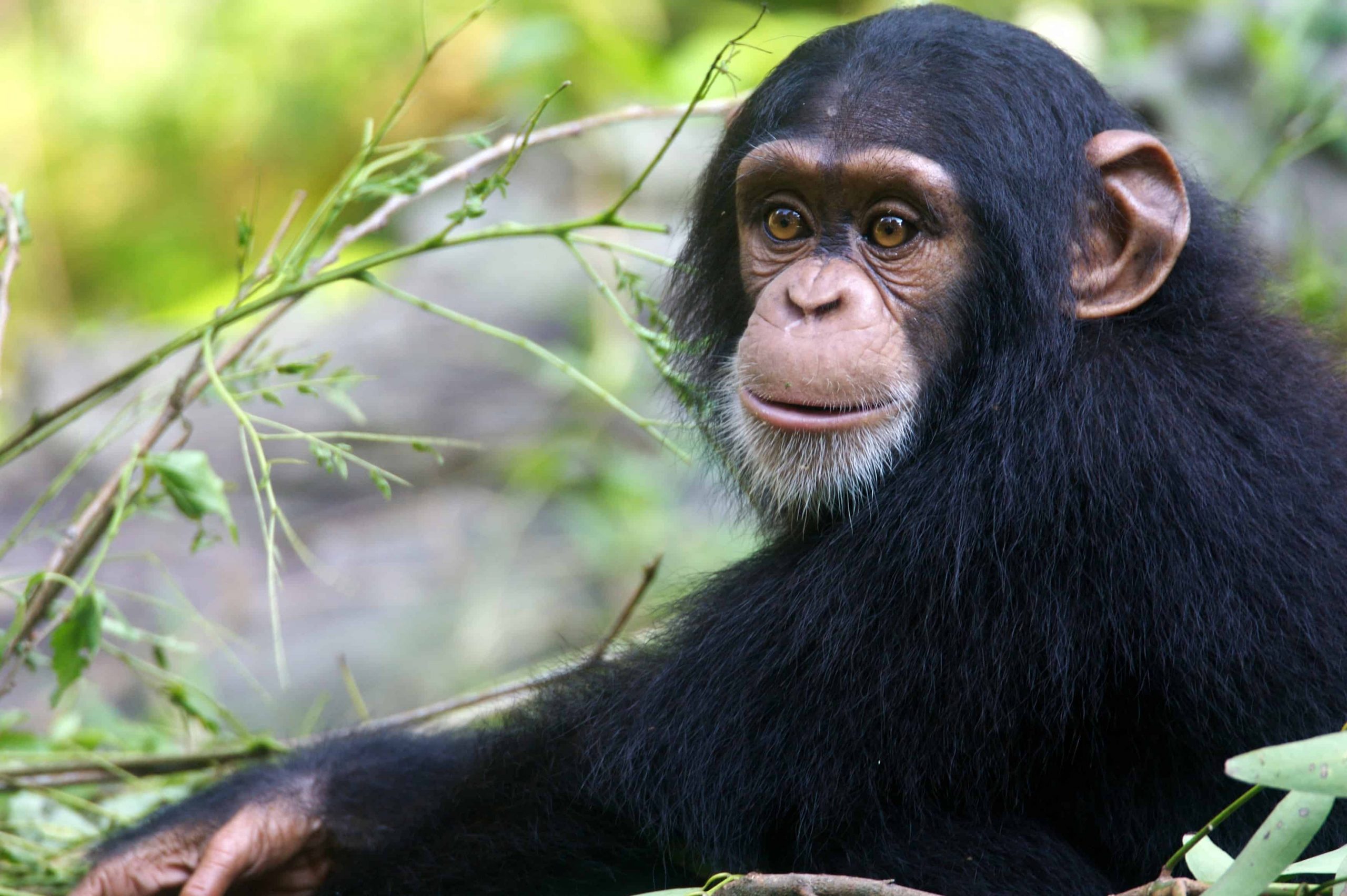 7 Days Congo Gorilla & Chimpanzee trekking Safari: