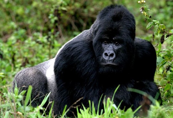 4 Days Uganda Rwanda Cheap Primates safari