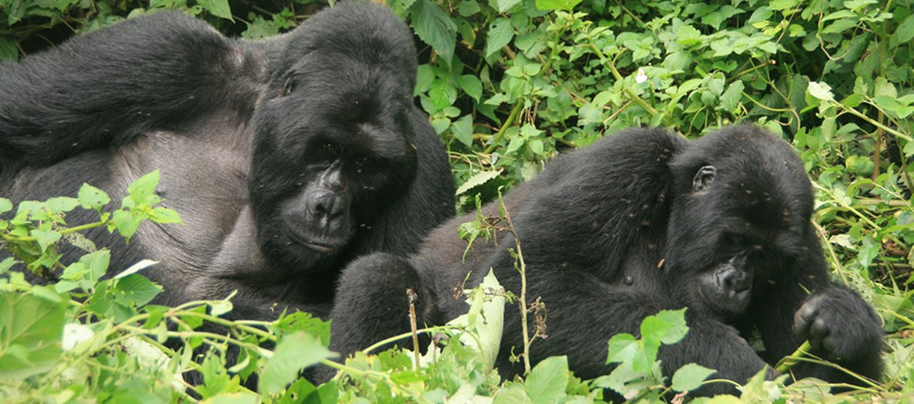 Are Gorilla Treks Safe