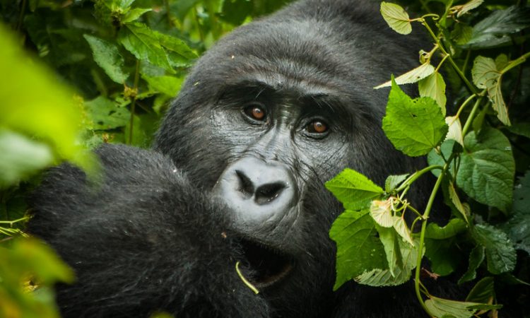 Gorilla Trekking Safari Uganda from South Africa