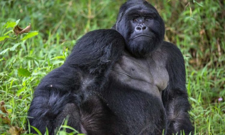 Uganda gorilla trekking permits for 2022