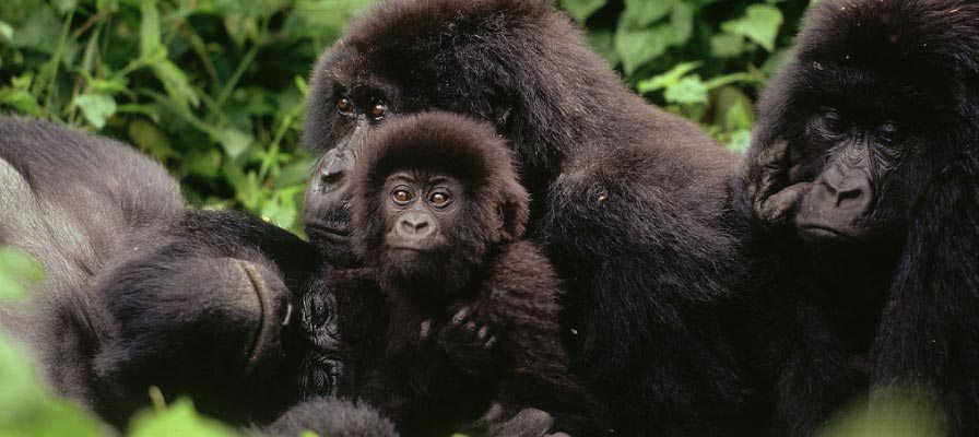 Virunga Gorilla Groups