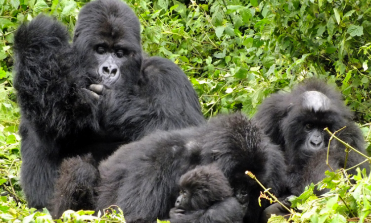 2022 -23 Best days to go Uganda gorilla trekking safari