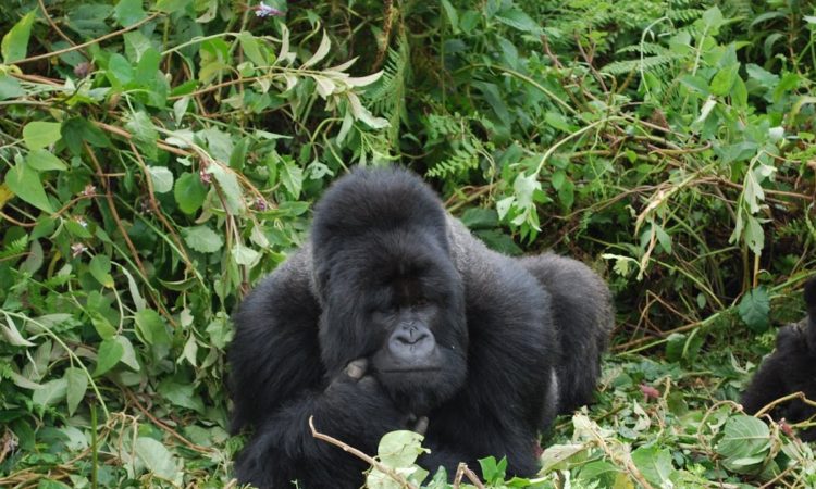 Things to Do & to See, Attractions in Mgahinga Gorilla National Park