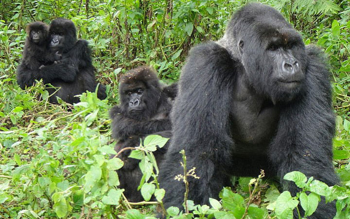 The Oruzogo Gorilla Family