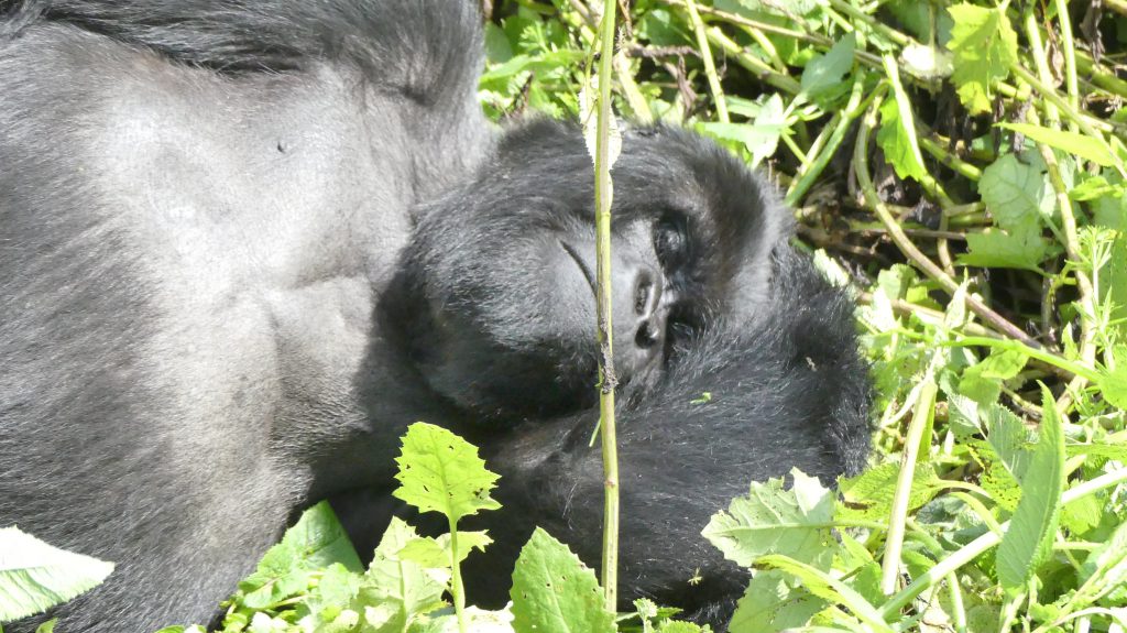 How Do Gorillas Adopt to Their Environment?