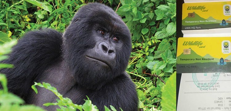 How to book gorilla trekking permits in Uganda and Rwanda 2022/2023