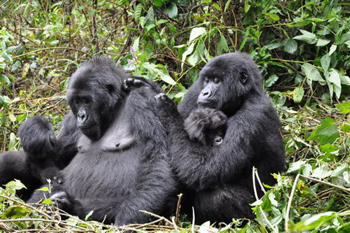 How Much Is Gorilla Trekking Permit in Rwanda