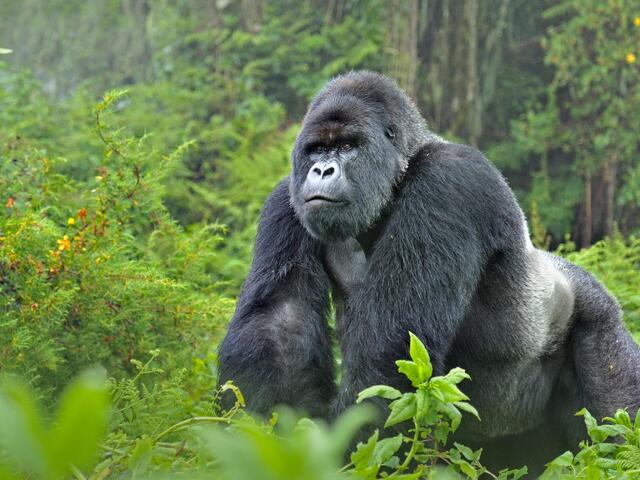 Uganda-Rwanda Gorilla Trekking Safari Packing list