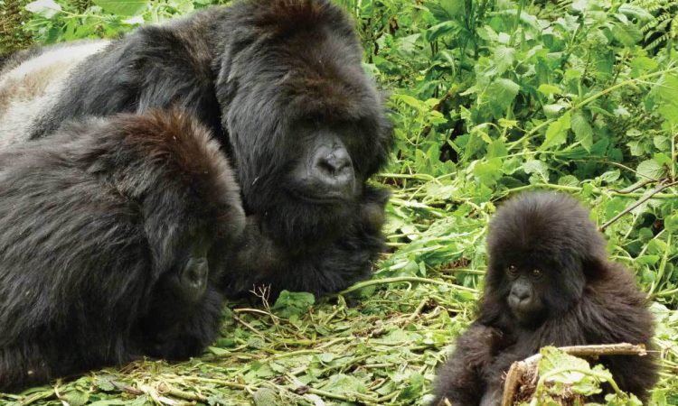Gorilla Families in Rwanda