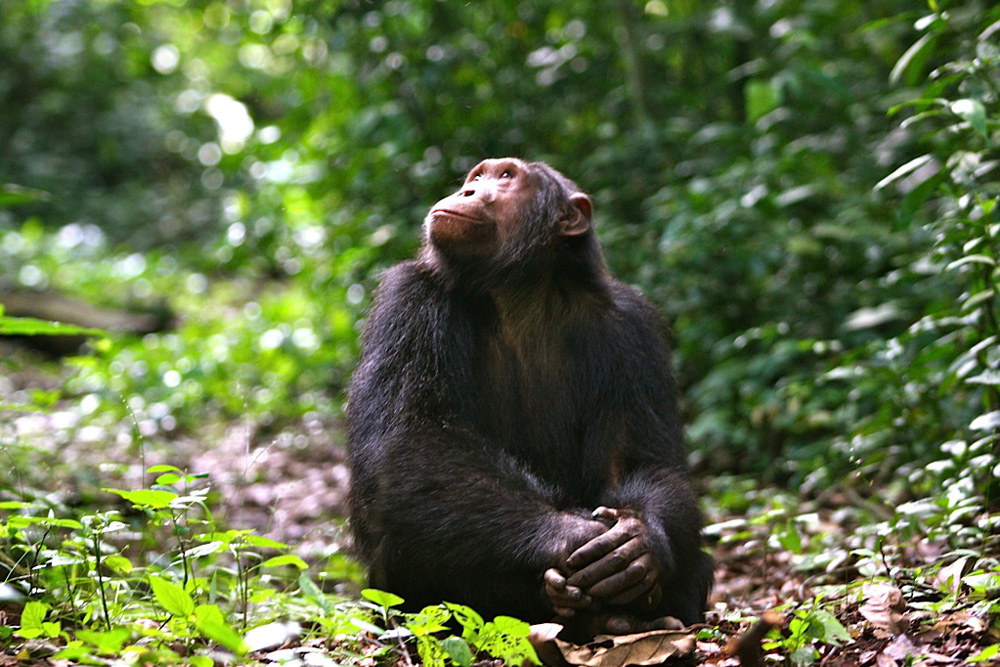 Chimpanzee trekking in Kyambura gorge