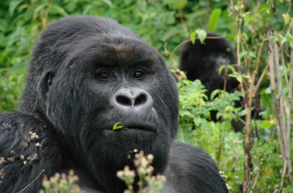 5 Ways to Help Save Mountain Gorillas
