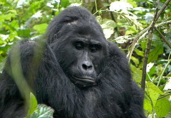 Uganda Gorilla Families & Groups