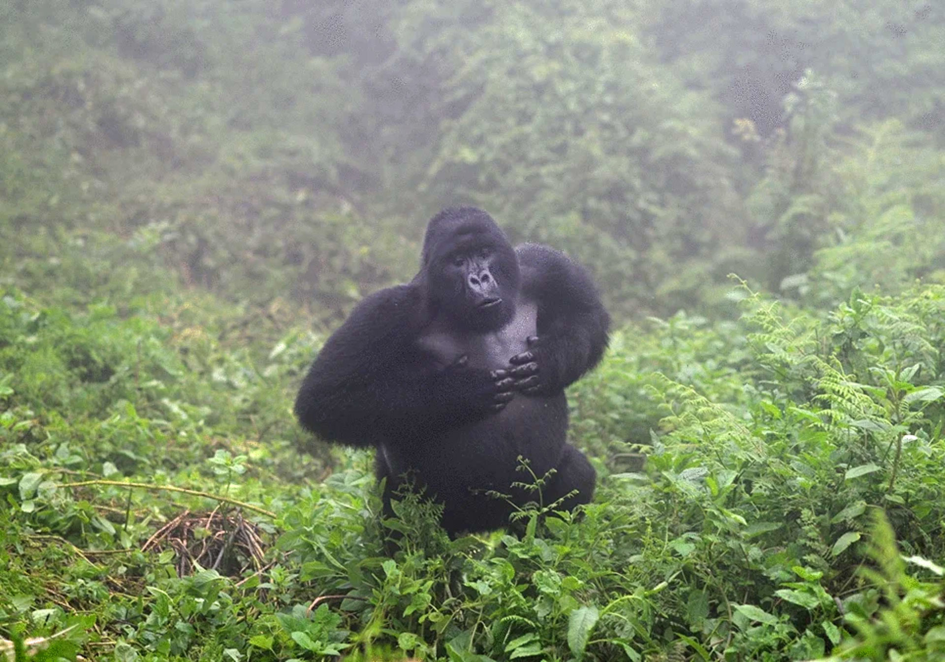 Gorilla defense mechanisms and predators