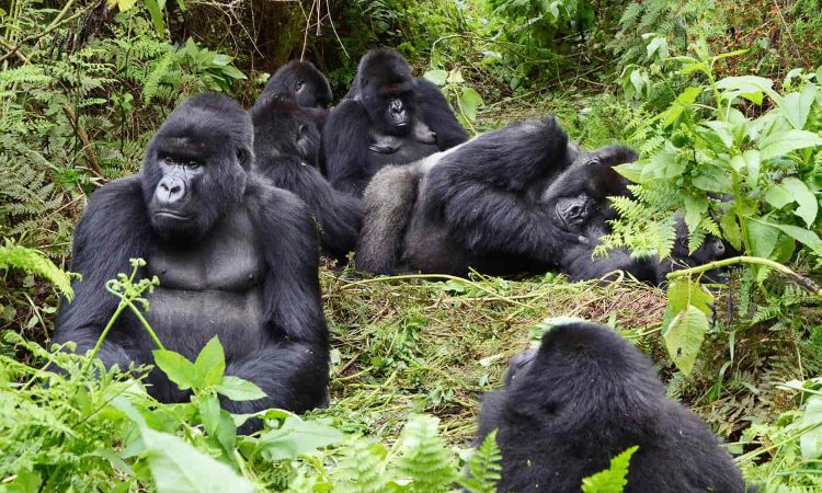 Hirwa Gorilla Family In Uganda